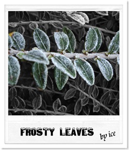 frost5