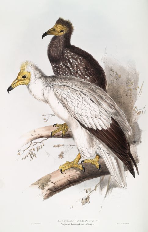 edward lear, egyptian vulture (aasgier)