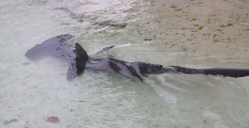 hamerhaai