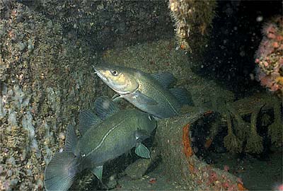 kabeljauw