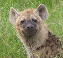 hyena_pup
