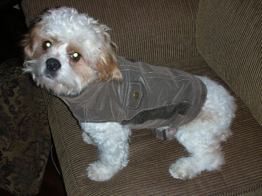 Scout