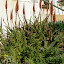 Aloe arborescens