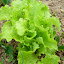 Lettuce