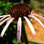 Pale coneflower