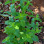 Mentha spicata