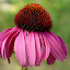 Coneflower