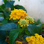Lantana camara