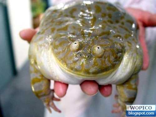 Obese Frog