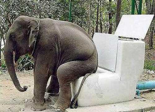 Toilet For Elephant