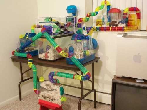 Palace For Hamster
