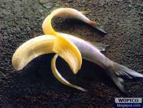 Banana Contain Fish