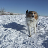 Dakota, charging through the snow.