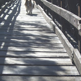 Dakota dashes over the Chama River
