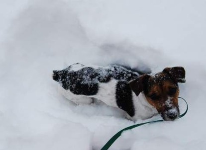 1-21-08snowday3