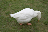 DSC01065.JPG