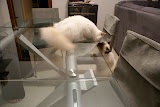 Grace e Will, il primo tentativo di approccio (17 ottobre 2007)