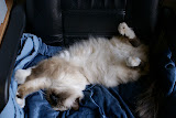 DSC05155.JPG