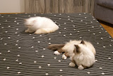 DSC05164.JPG