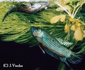 Smaragdkampffisch - Betta smaragdina