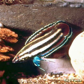 Prachtgurami - Parosphromenus alfredi