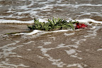 Rosas en el mar