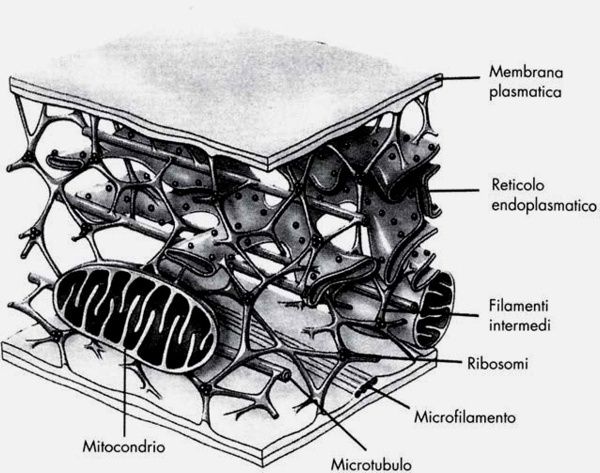 Struttura cellulare