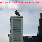 hawk pictures gallery