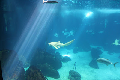 Vista do aquário do Oceanário de Lisboa