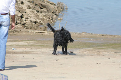 >Cão acabado de sair da agua no porto em Alvor