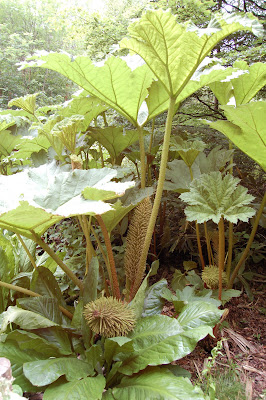 Gunnerea plants