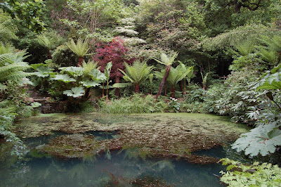 Tree ferns by pool