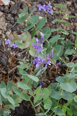Parahebe perfoliata