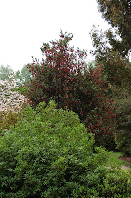 Crinodendron Hookeriana