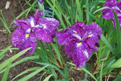 Iris Ensata Hatsugasu
