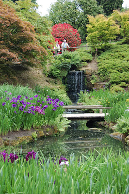 Waterfall with Iris and Acers