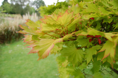 Acer ?? leaves