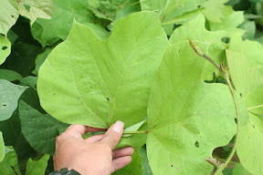 Daun Kudzu