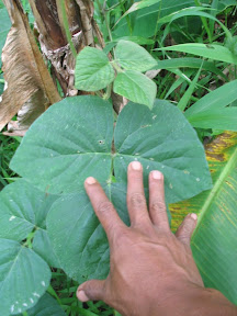 Pueraria javanica