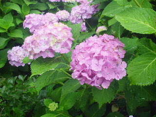 紫陽花