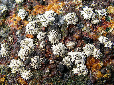 Star barnacles, Chthamalus sp.