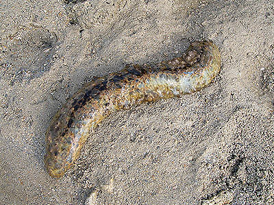 Dragonfish Sea cucumber, Stichopus horrens
