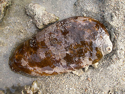 Stonefish sea cucumber, Actinopyga lecanora