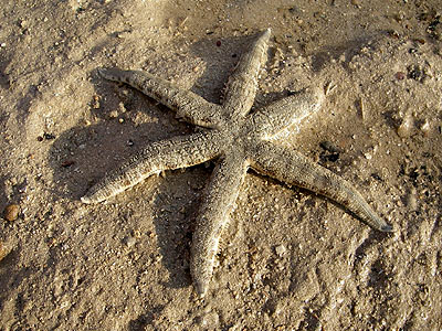 Sand-sifting sea star, Archaster typicus