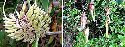 Raffles pitcher plant, Nepenthes rafflesiana