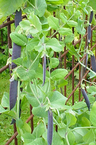 Purple Podded &aelig;rt