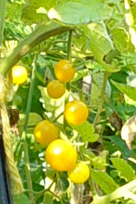 Solanum spontaneum