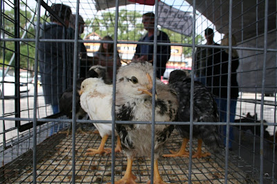 Poultry Sale photo