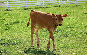 baby calf photo