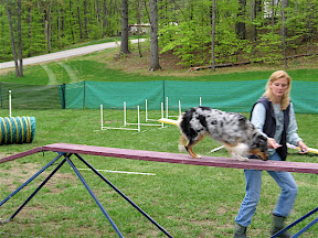 dog obstacle photo
